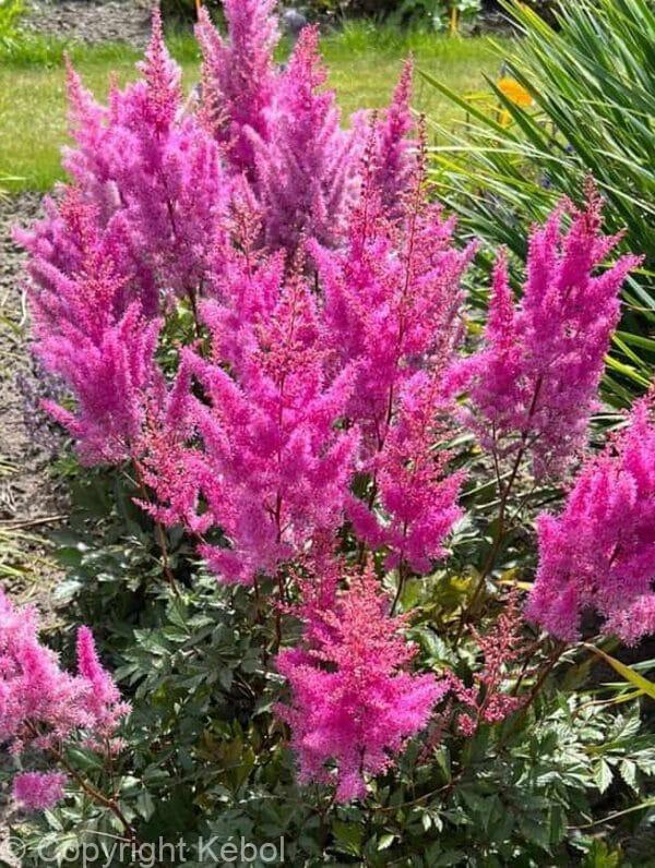 Astilbe Nemo