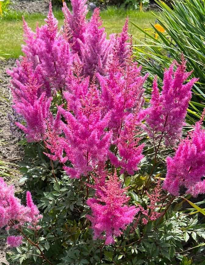 Astilbe Nemo