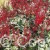 Astilbe Red Skyscraper