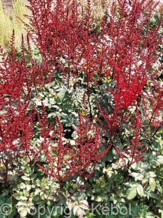 Astilbe Red Skyscraper - case