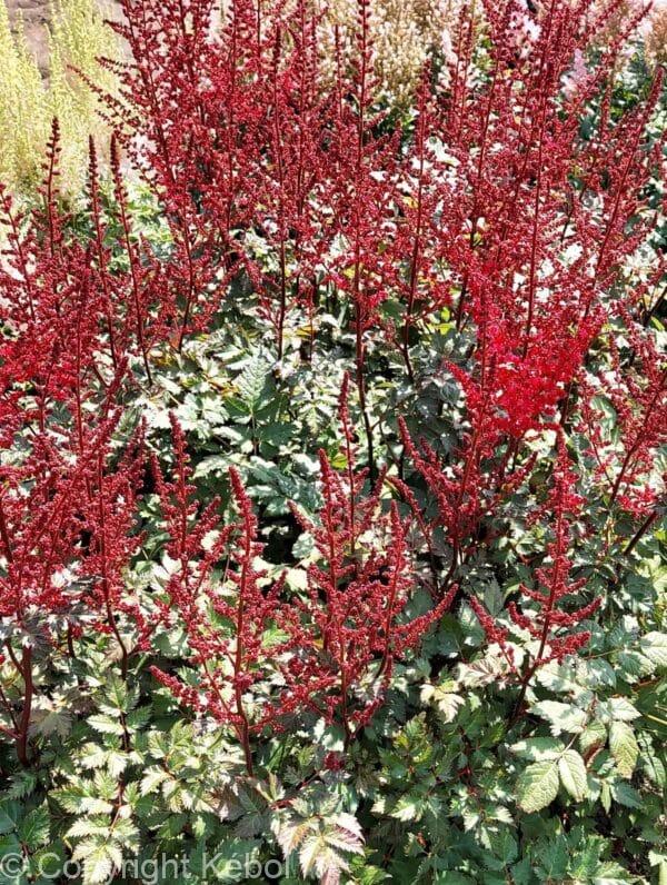 Astilbe Red Skyscraper