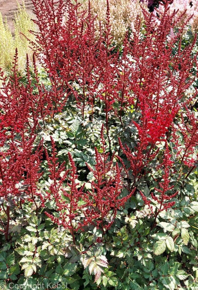 Astilbe Red Skyscraper