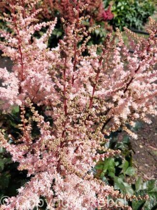 Astilbe Spotlight - case