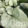 Brunnera Alexandria