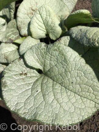 Brunnera Alexandria - bag