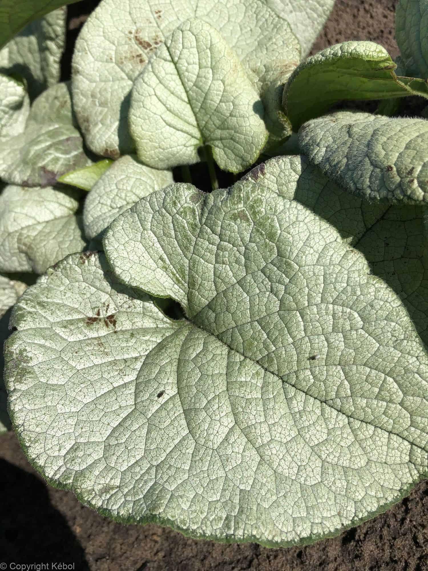 Brunnera Alexandria