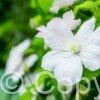 Clematis Madame Le Coultre