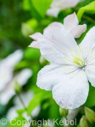 Clematis Madame Le Coultre - case