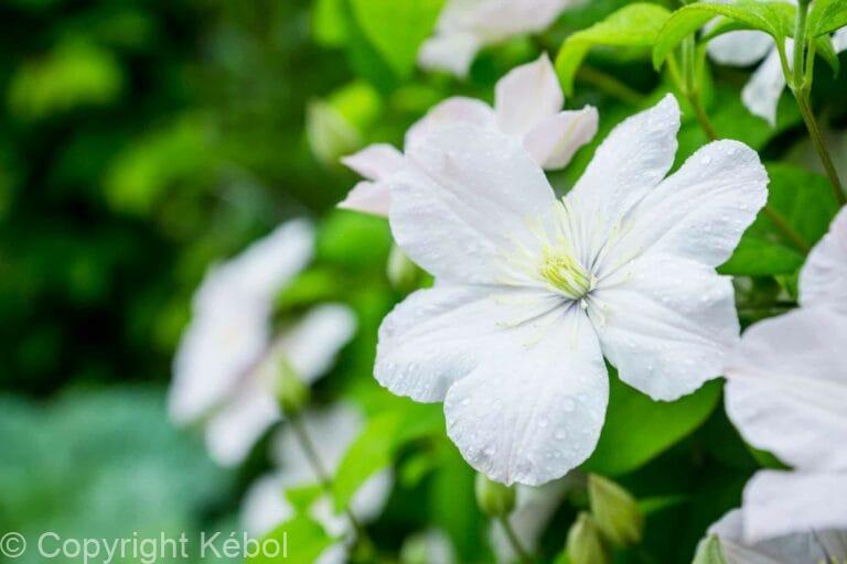 Clematis Madame Le Coultre