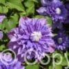 Clematis Multi Blue