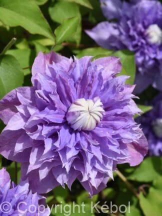 Clematis Multi Blue - bag
