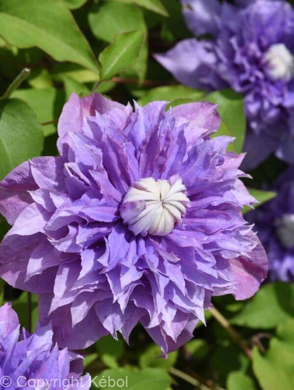 Clematis Multi Blue