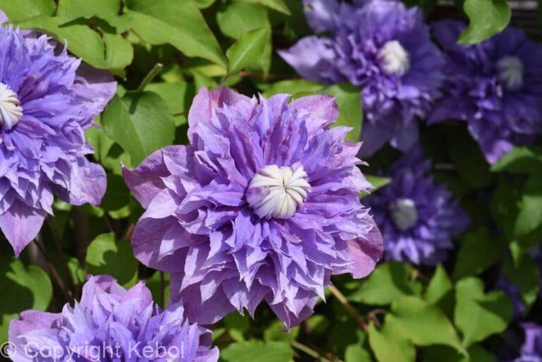 Clematis Multi Blue