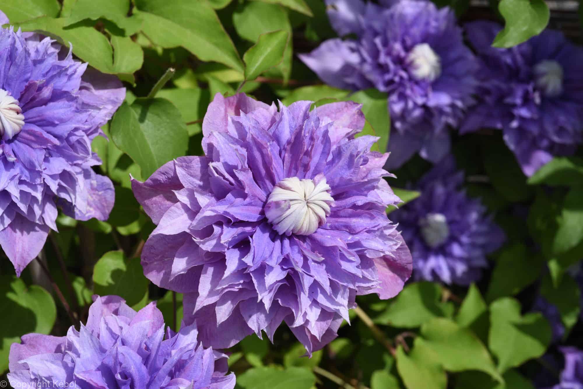 Clematis Multi Blue