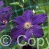 Clematis Rasputin
