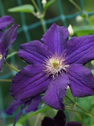 Clematis Rasputin - bag