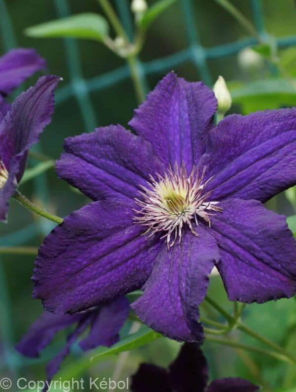 Clematis Rasputin