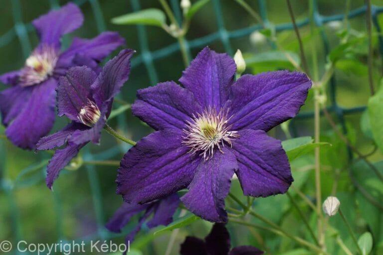 Clematis Rasputin
