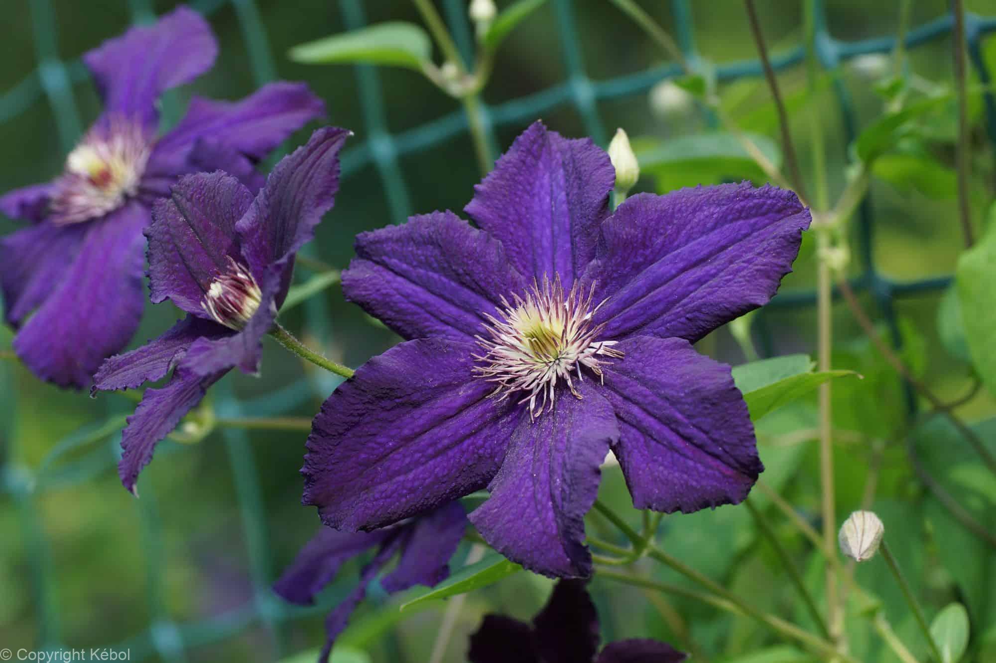 Clematis Rasputin