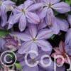 Clematis Mrs. Cholmondeley