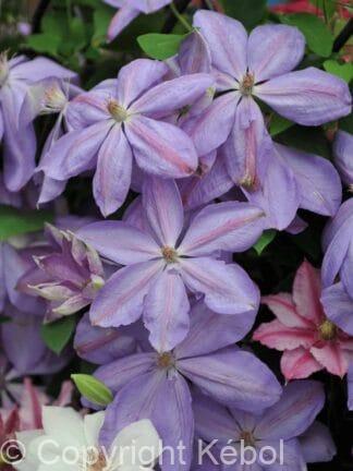 Clematis Mrs. Cholmondeley - bag
