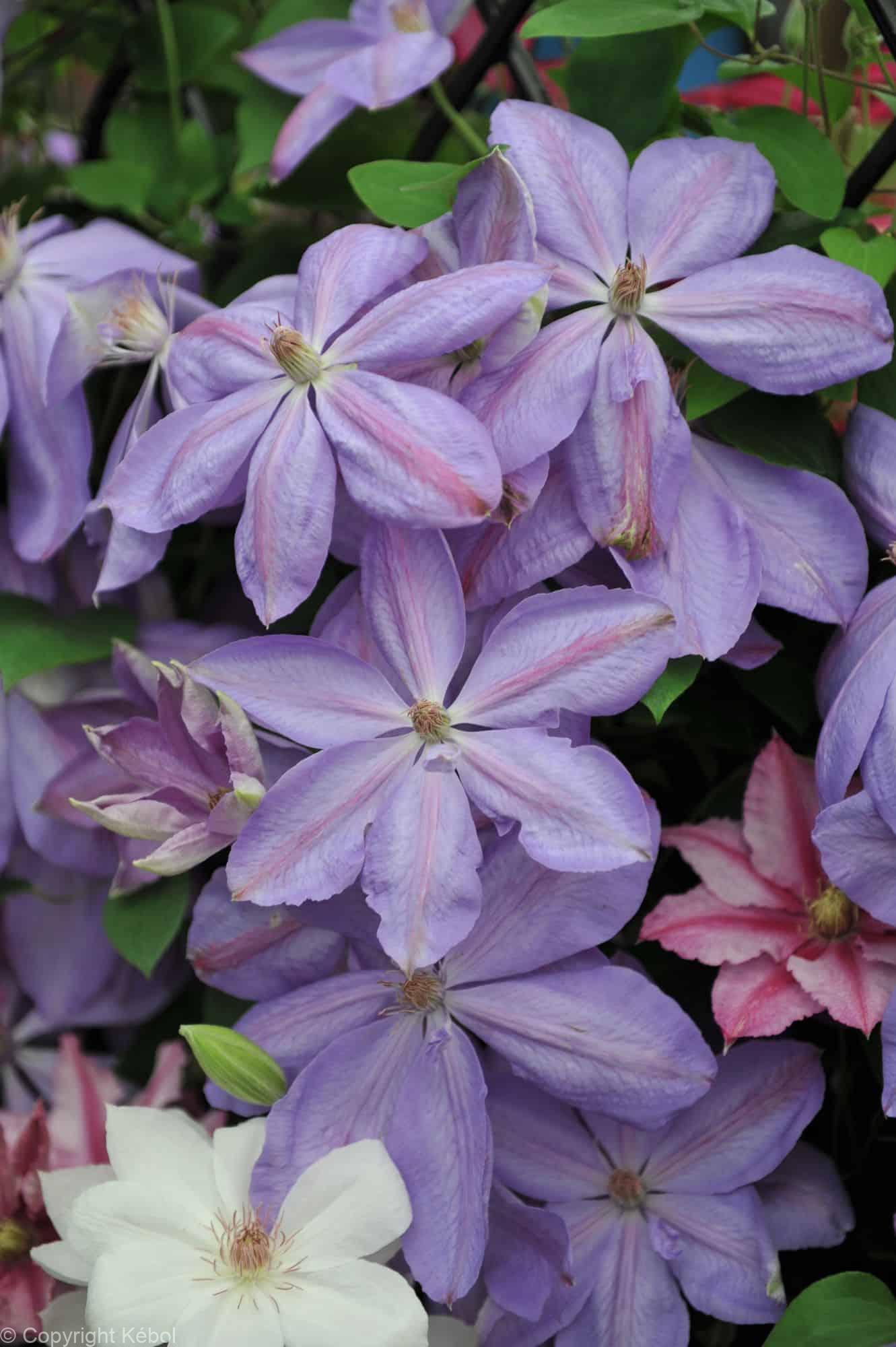 Clematis Mrs. Cholmondeley