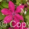 Clematis Rüütel