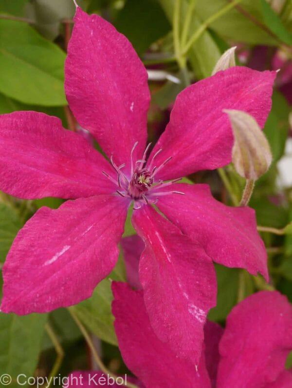 Clematis Rüütel