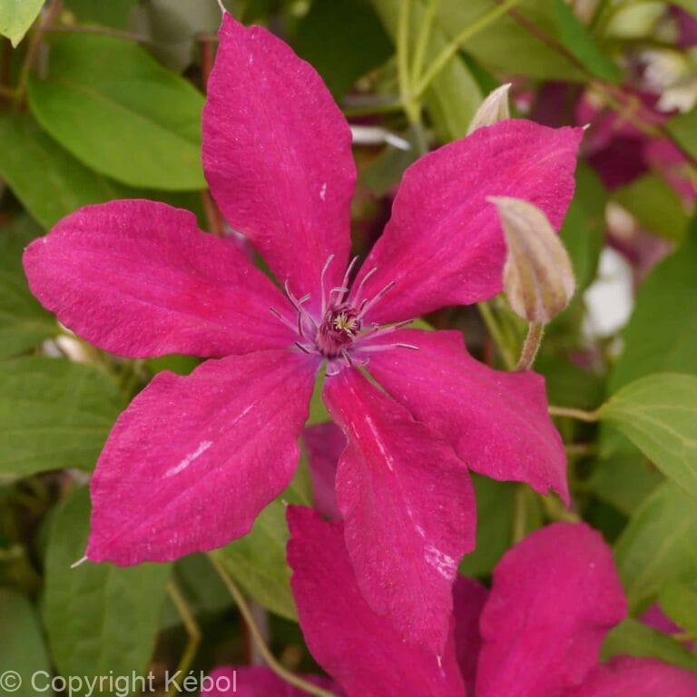 Clematis Rüütel