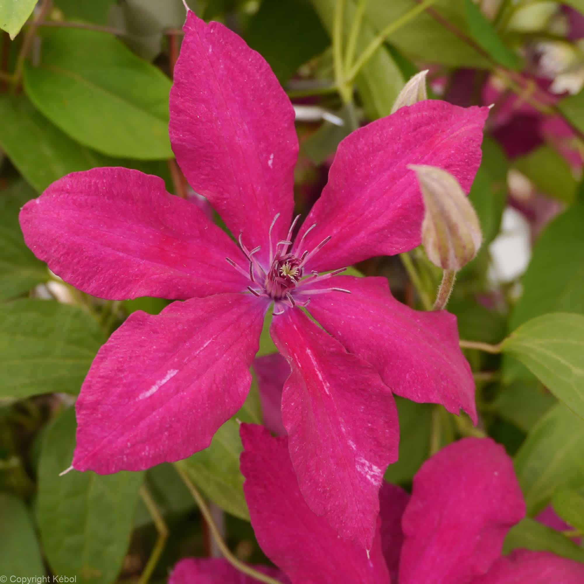 Clematis Rüütel