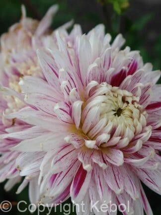 Dahlia hybrid Avignon  - bag