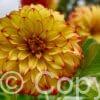 Dahlia Lady Darlene