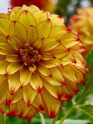 Dahlia hybrid Lady Darlene  - bag