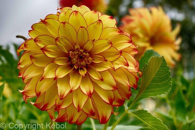 Dahlia Lady Darlene