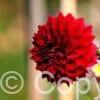 Dahlia Mingus Alex
