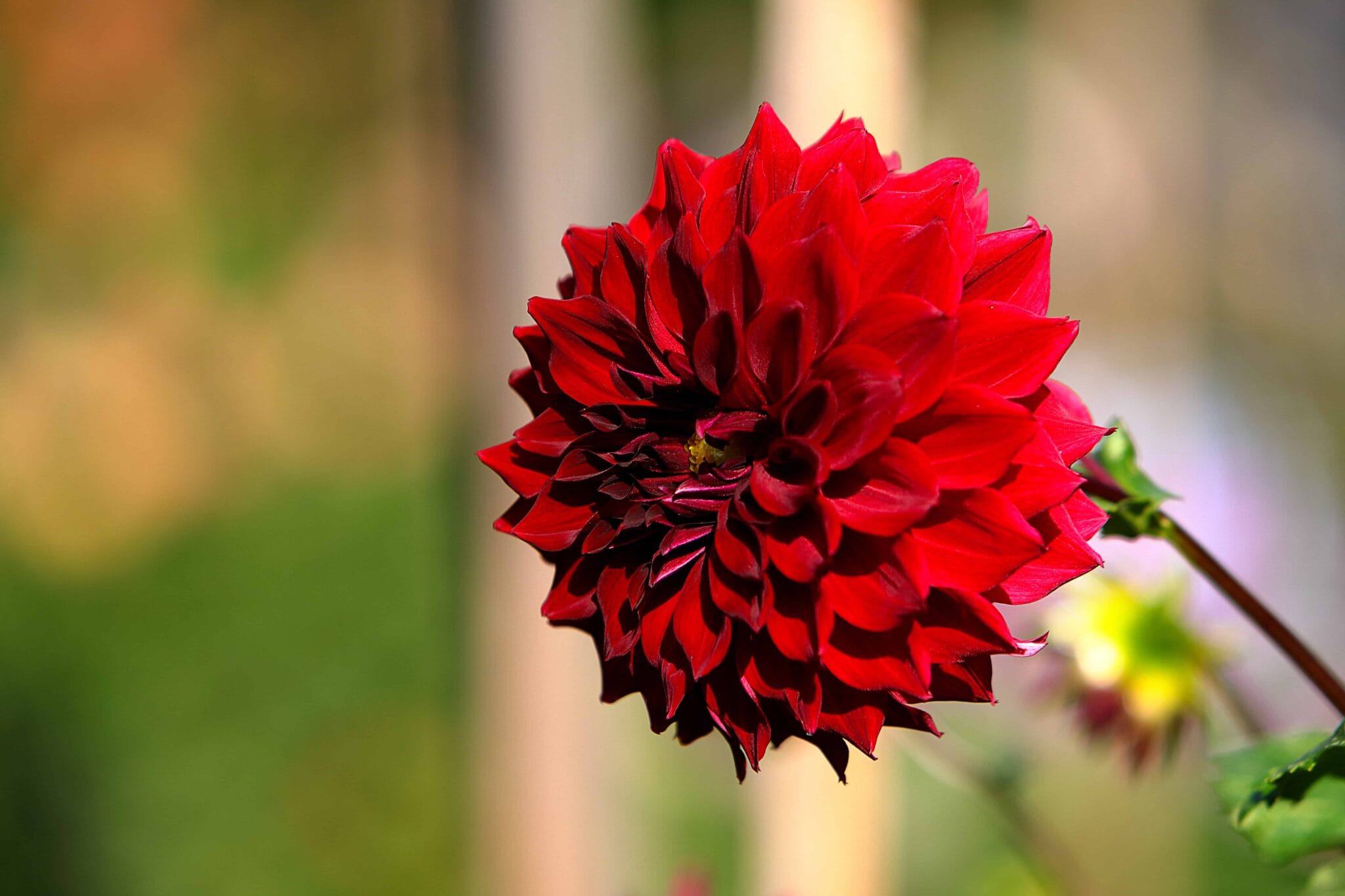Dahlia Mingus Alex