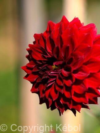 Dahlia hybrid Mingus Alex  - bag