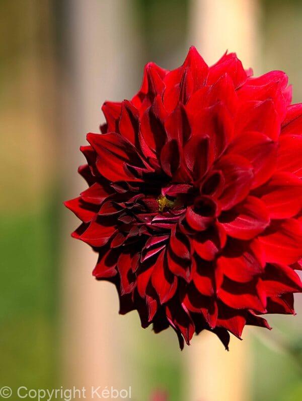 Dahlia Mingus Alex