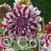 Dahlia Tartan