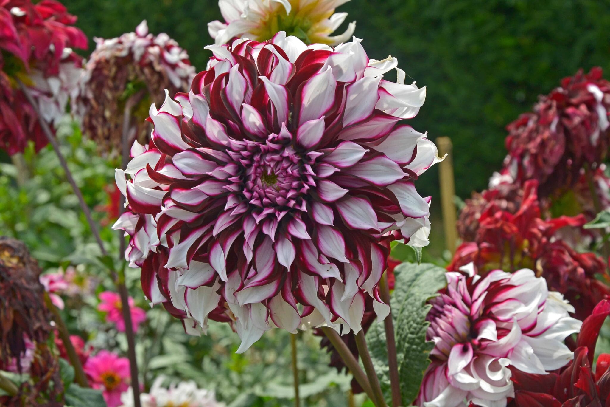 Dahlia Tartan