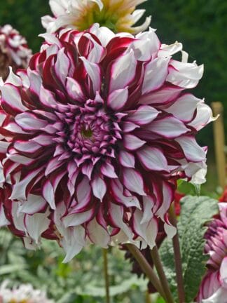 Dahlia hybrid Tartan  - bag