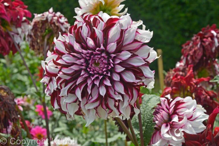 Dahlia Tartan