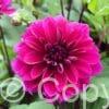 Dahlia Thomas A. Edison