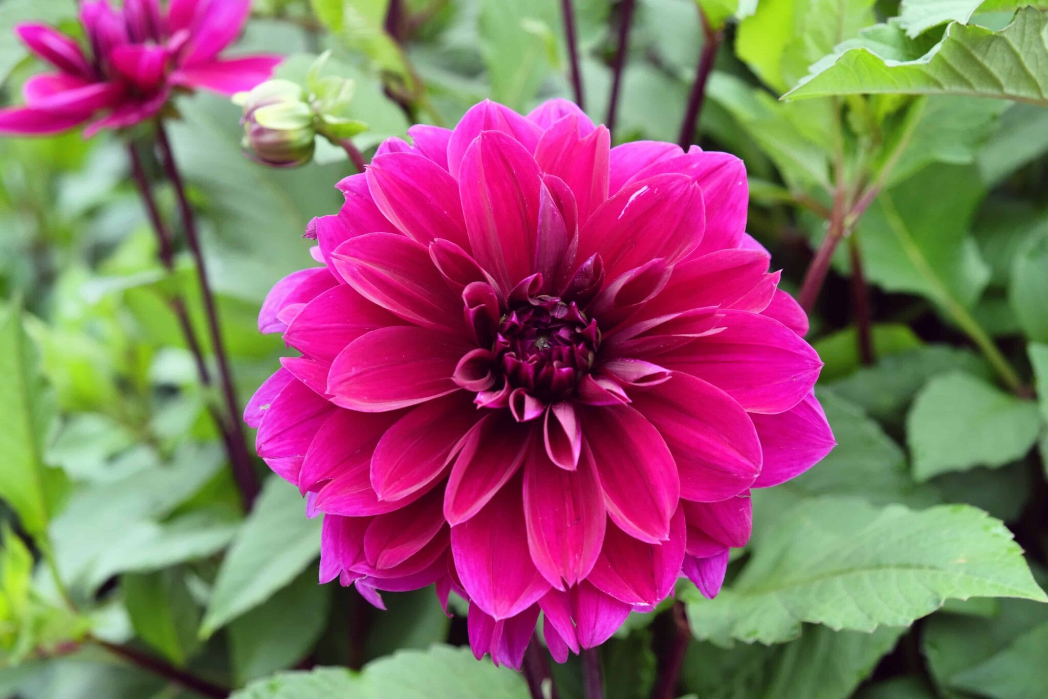 Dahlia Thomas A. Edison