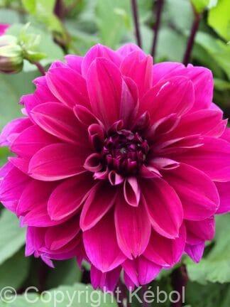 Dahlia hybrid Thomas A. Edison  - bag