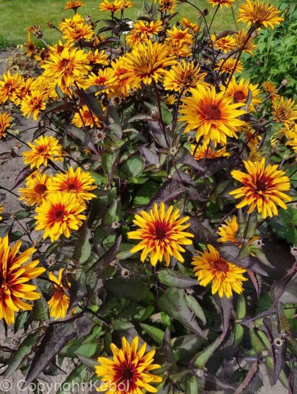 Heliopsis Yellow Spider