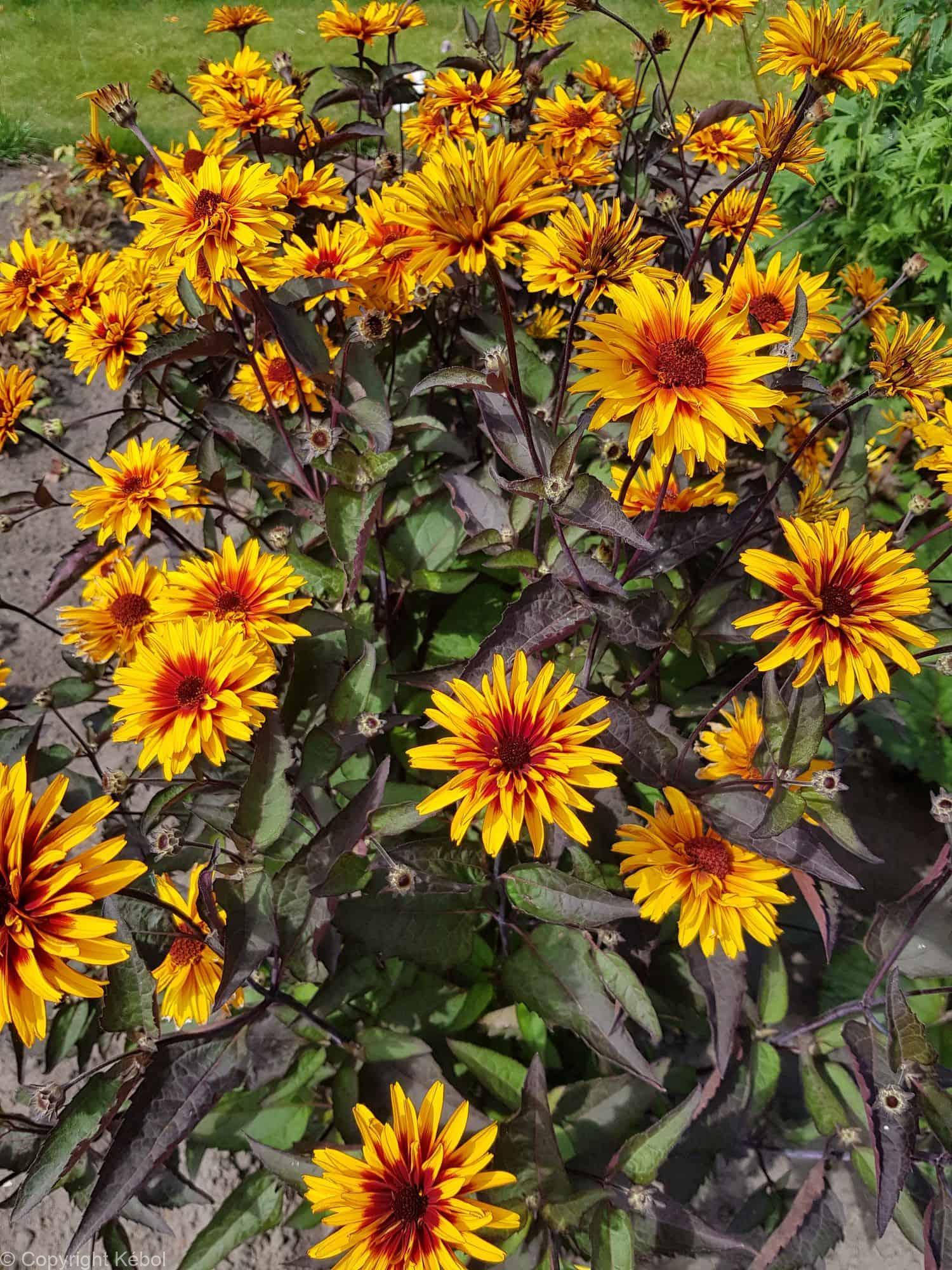 Heliopsis Yellow Spider