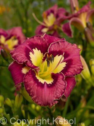Hemerocallis Catcher in the Eye - bag