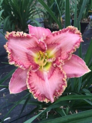 Hemerocallis Princess Tutu - case
