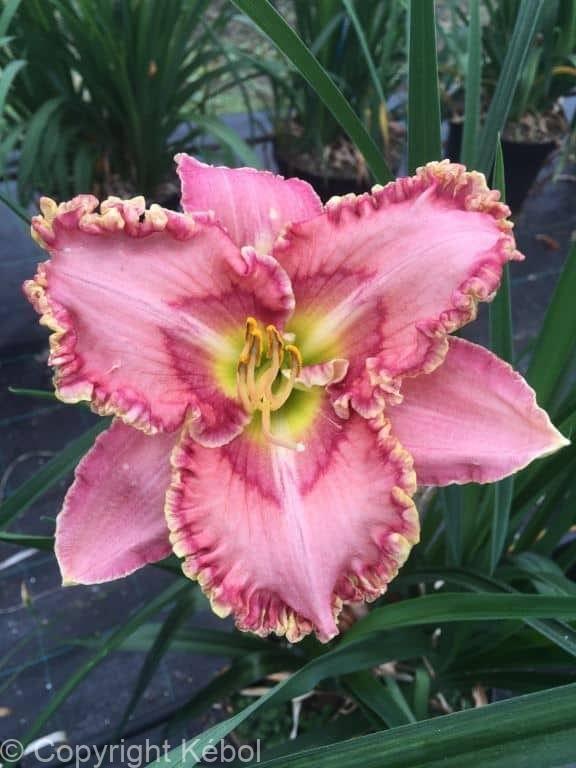 Hemerocallis Princess Tutu